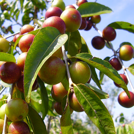 Nature's Vitamin C (Camu Camu) Capsules 90 Caps