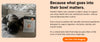 Pawfect habits - Pet longevity blend