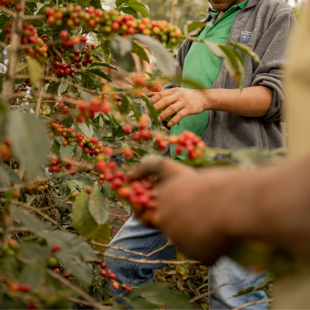 Coffee Pods Biodegradable- Organic Coffee |10 pods